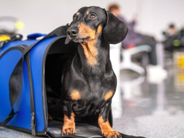 Bill to regulate air transport of pets advances in Congress