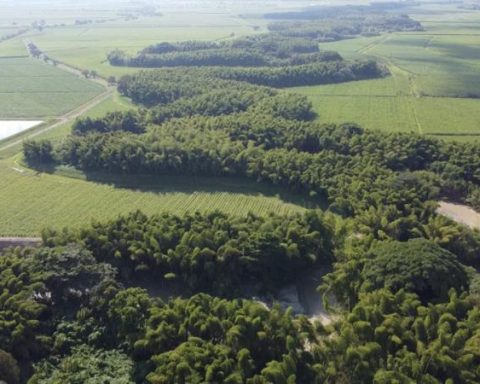 Biodiverse corridor in the Cauca River, the new bet of the sugarcane agroindustry