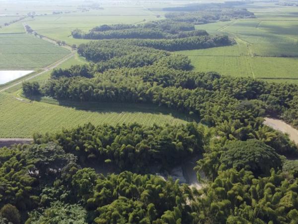 Biodiverse corridor in the Cauca River, the new bet of the sugarcane agroindustry