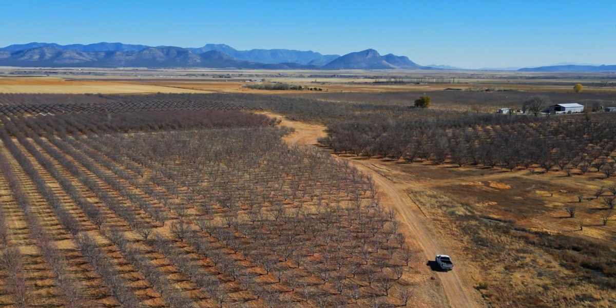 Chihuahua invests 1,000 million pesos in support of farmers