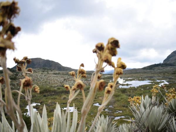 Colombian government seeks investments of US$40 million for climate transition