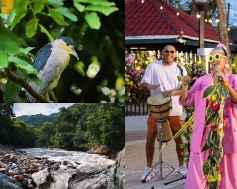 Cantantes y grupos colombianos que le cantan al medio ambiente