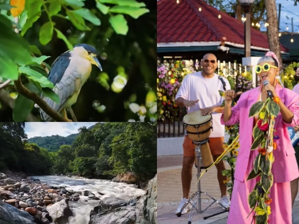 Cantantes y grupos colombianos que le cantan al medio ambiente