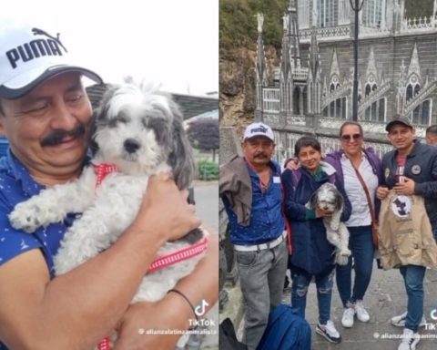 'Congo', the little dog that migrants stole in Cauca and took to Peru finally returned home