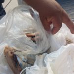 Decomposing fish found in Pichanaqui restaurant