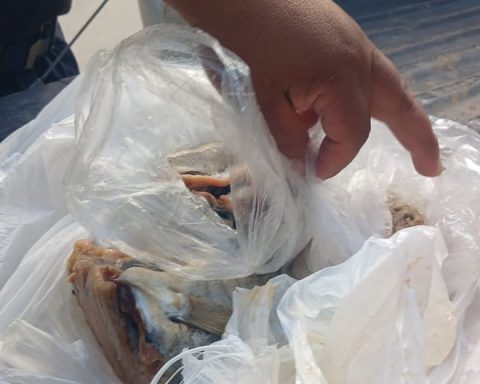 Decomposing fish found in Pichanaqui restaurant