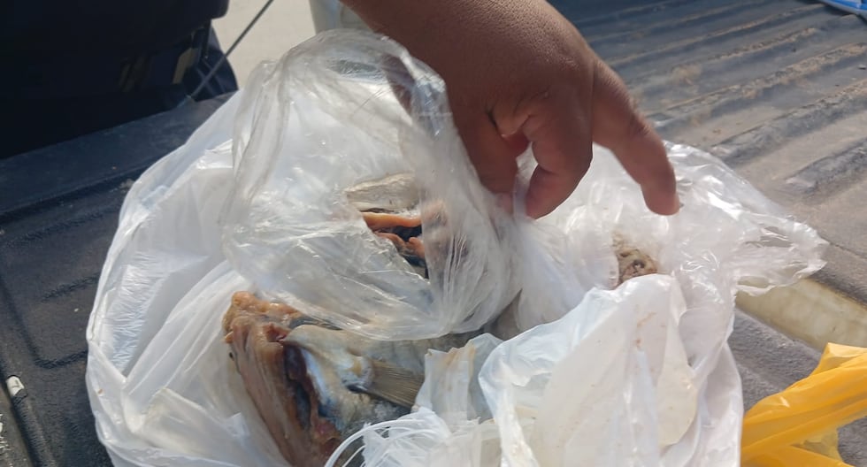 Decomposing fish found in Pichanaqui restaurant