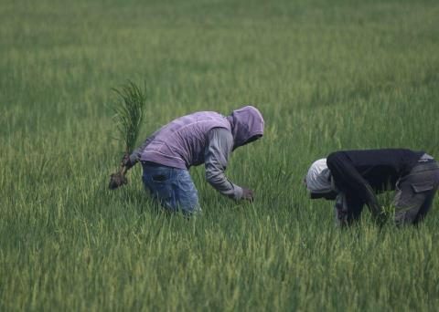 Farmers evaluate how to regularize in the face of deportations