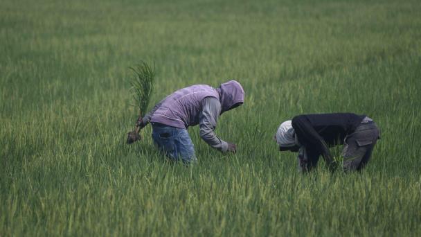 Farmers evaluate how to regularize in the face of deportations