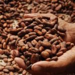 High cocoa prices would encourage investments