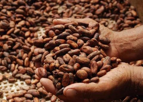 High cocoa prices would encourage investments