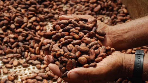 High cocoa prices would encourage investments