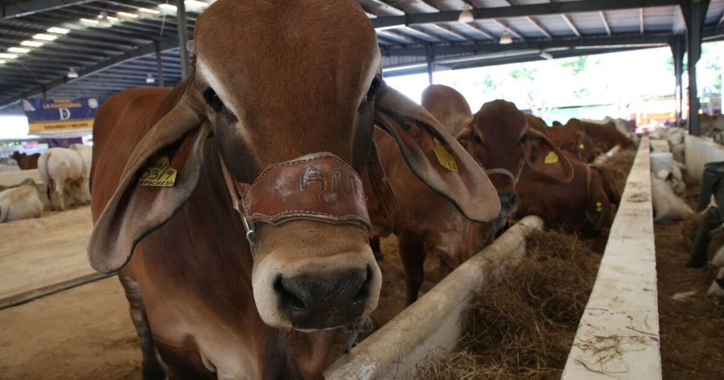 In addition to oil, Tabasco and Campeche will seek to produce milk, meat and rice