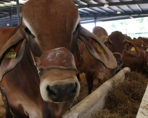 In addition to oil, Tabasco and Campeche will seek to produce milk, meat and rice