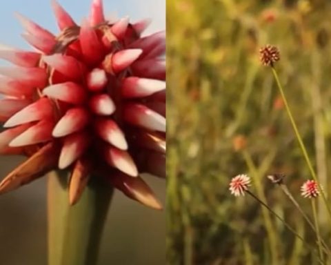 ¿En que parte de Colombia se puede apreciar la Flor de Inírida ?