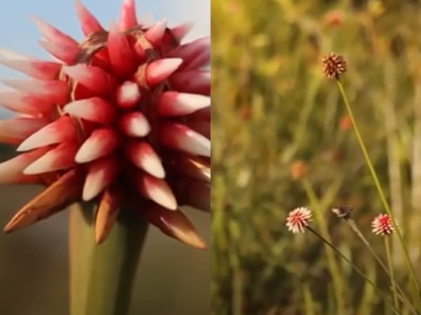 ¿En que parte de Colombia se puede apreciar la Flor de Inírida ?