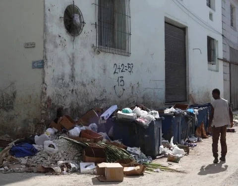 cubanet-cuba-insectos