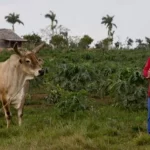 Agricultura, Cuba