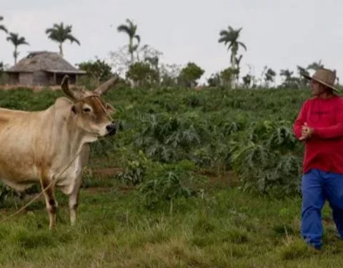 Agricultura, Cuba