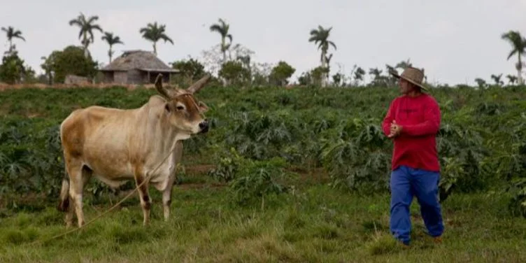 Agricultura, Cuba