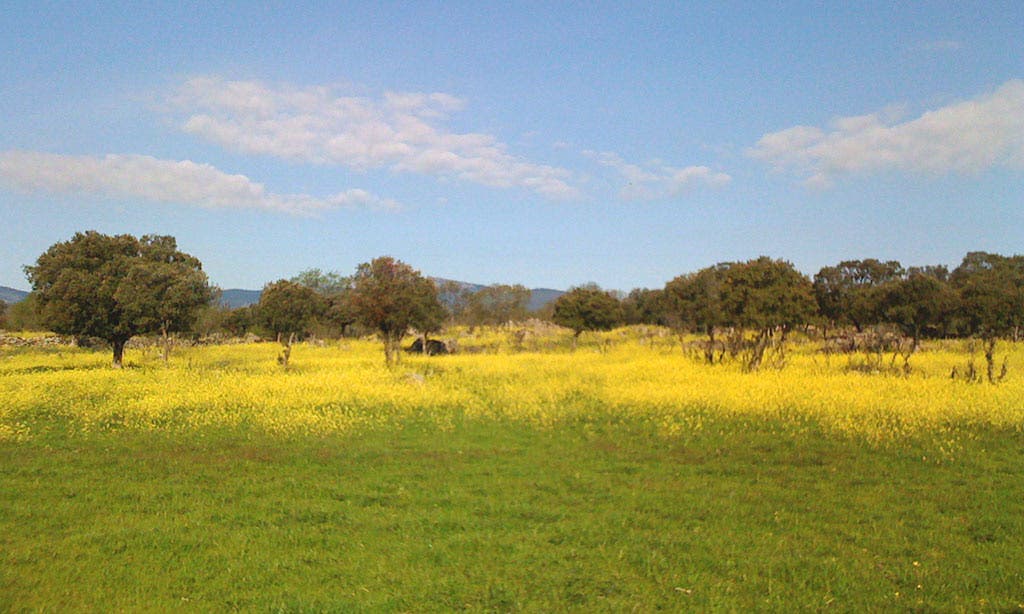 ¿Es seguro que RD aproveche sus tierras raras?