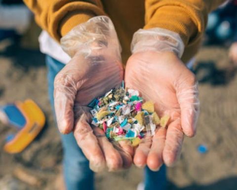 La Ciénaga Grande, in Magdalena, threatened by contamination with microplastics