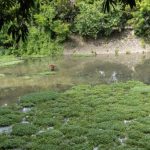 Lagoon in Las Praderas triggers alarms due to odors and mosquitoes