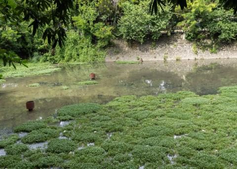 Lagoon in Las Praderas triggers alarms due to odors and mosquitoes