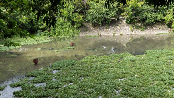 Lagoon in Las Praderas triggers alarms due to odors and mosquitoes