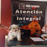 Misión Nevado realiza jornada nacional para atender a los animales con esterilización