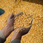 Private US exporters sell 1.6 million tons of corn to Mexico