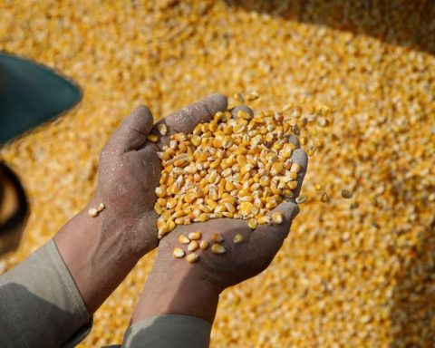 Private US exporters sell 1.6 million tons of corn to Mexico