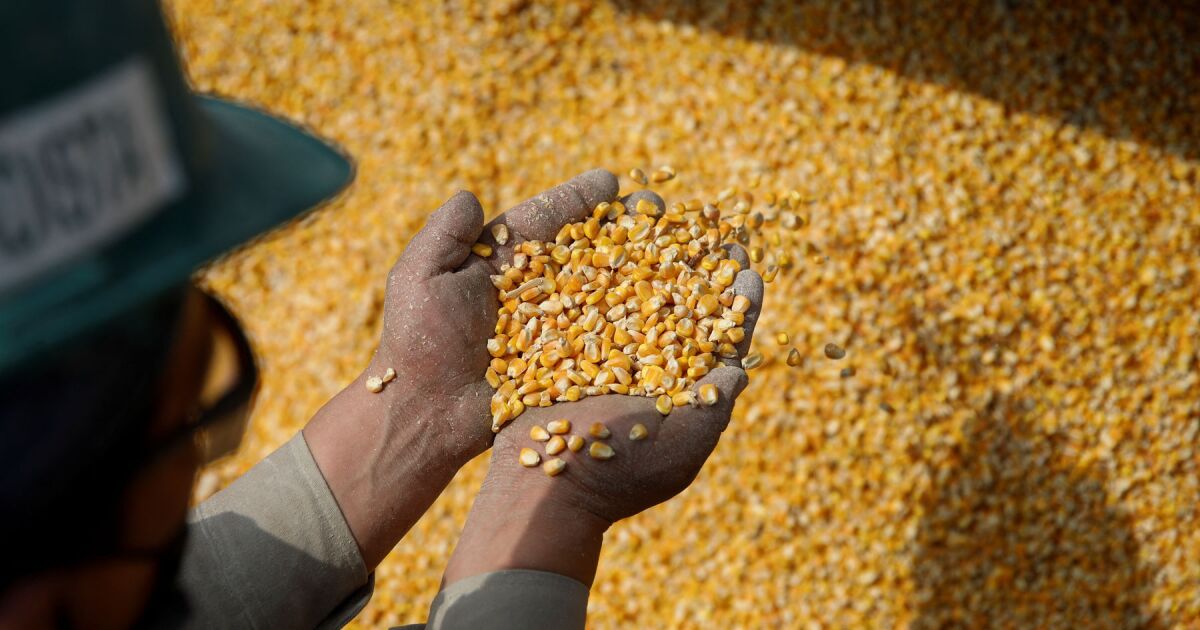 Private US exporters sell 1.6 million tons of corn to Mexico