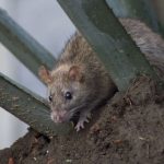 Rats in the ISSSTE hospital? That's what the PAN-CDMX says