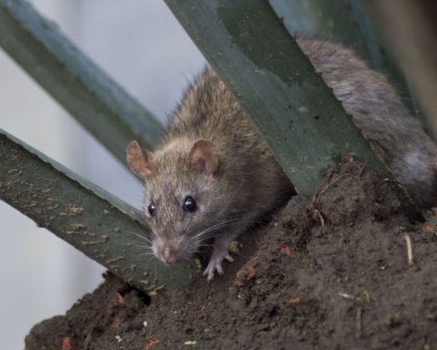 Rats in the ISSSTE hospital? That's what the PAN-CDMX says