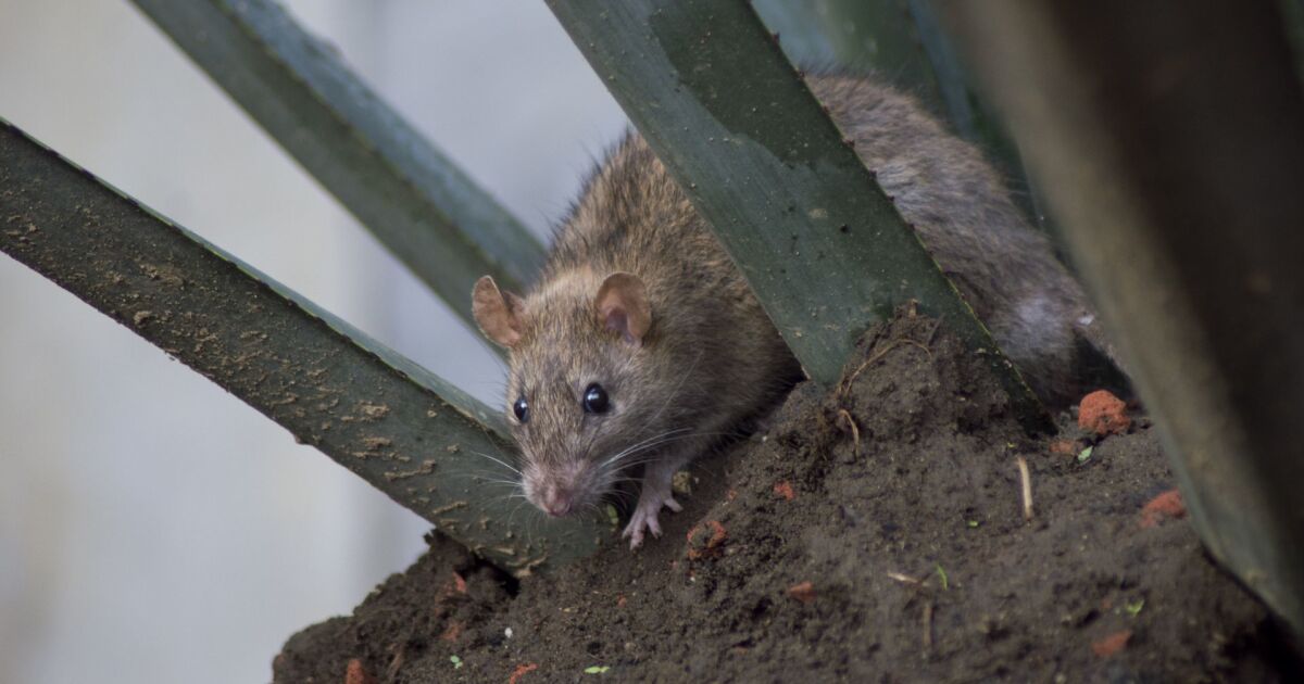 Rats in the ISSSTE hospital? That's what the PAN-CDMX says