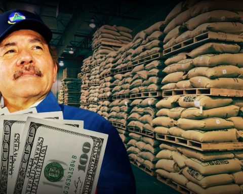 Sandinista dictatorship "bleeds" coffee growers, without caring about the million-dollar losses from past harvests