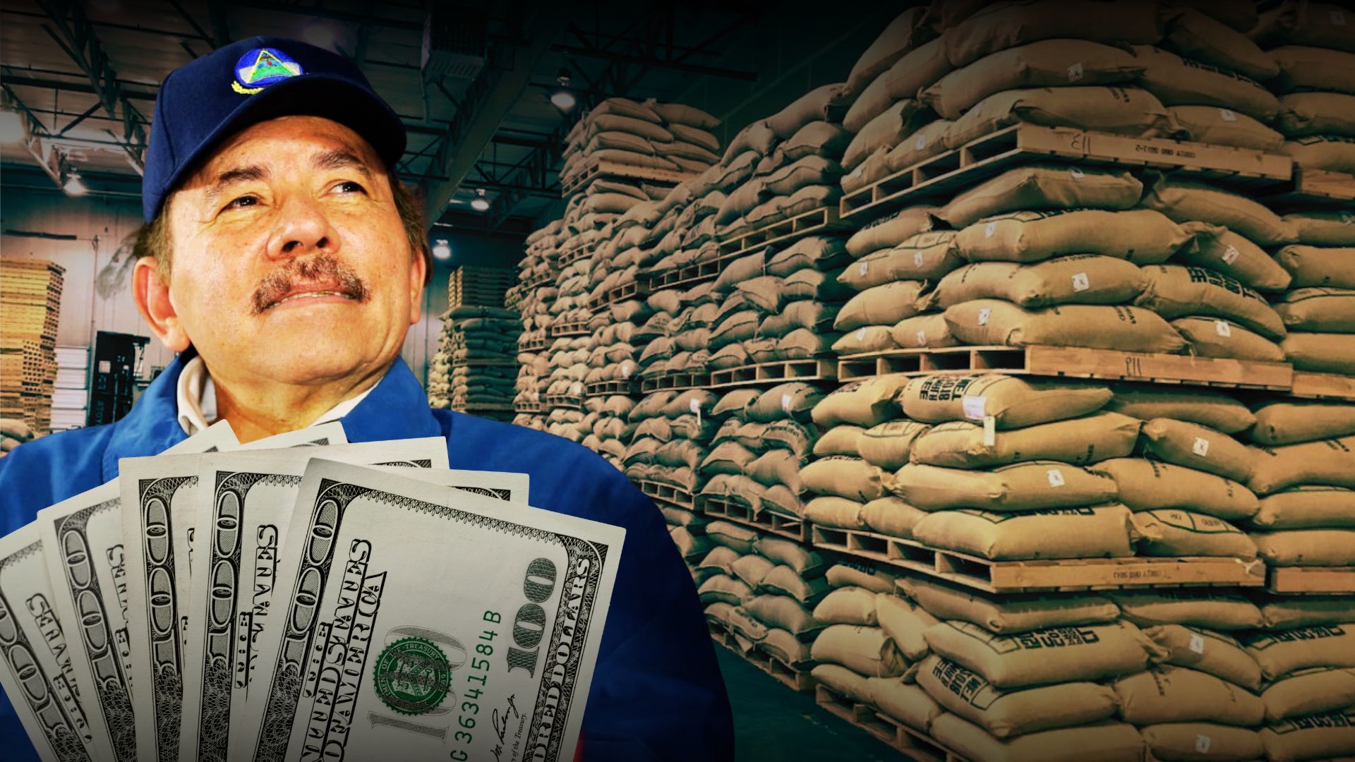 Sandinista dictatorship "bleeds" coffee growers, without caring about the million-dollar losses from past harvests