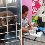 Satipo: Serfor rescues jaguarundi puppies found in a cardboard box