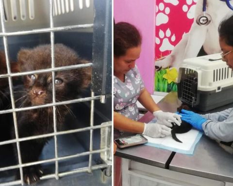 Satipo: Serfor rescues jaguarundi puppies found in a cardboard box