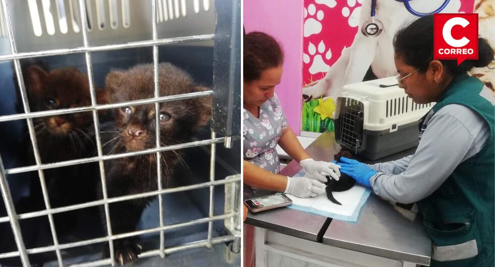 Satipo: Serfor rescues jaguarundi puppies found in a cardboard box