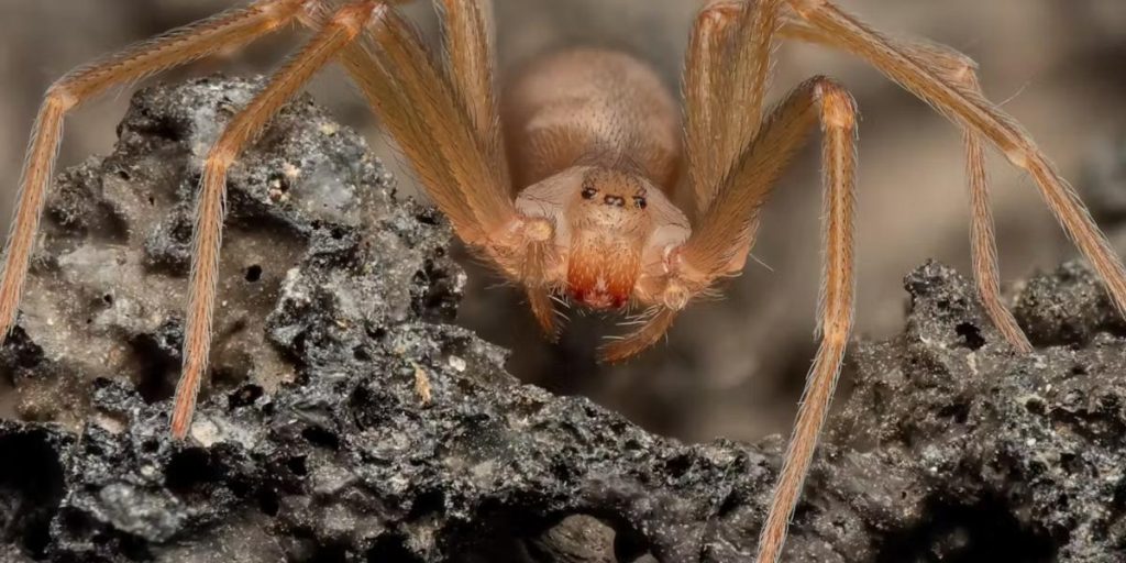 The European violin spider: what is known (and what is not) about its real danger