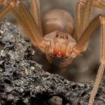 The European violin spider: what is known (and what is not) about its real danger