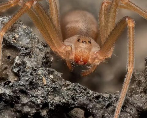 The European violin spider: what is known (and what is not) about its real danger