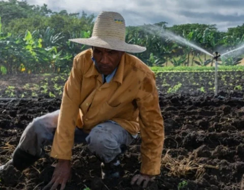 cubanet-cuba-agricultura