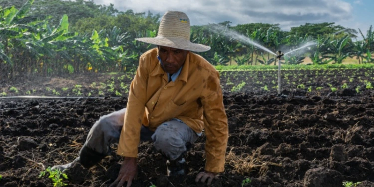 cubanet-cuba-agricultura