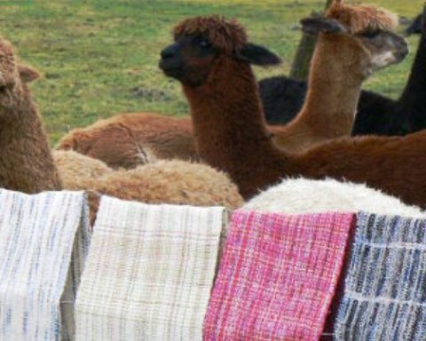 Exportación de fibra de alpaca