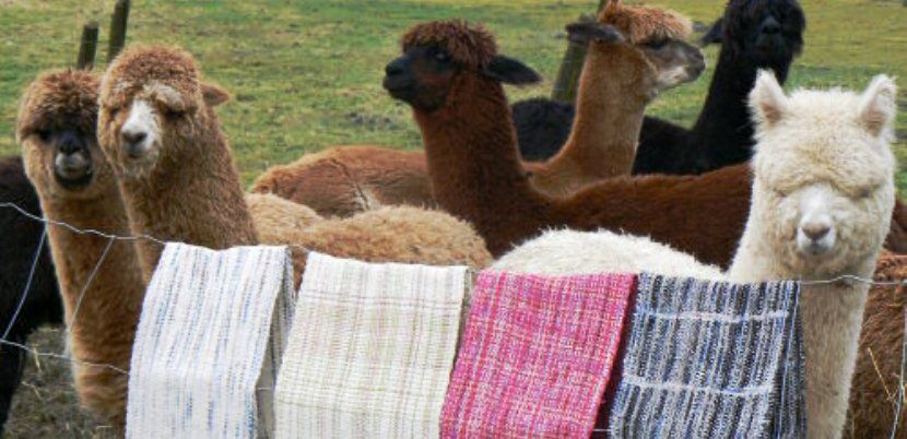 Exportación de fibra de alpaca