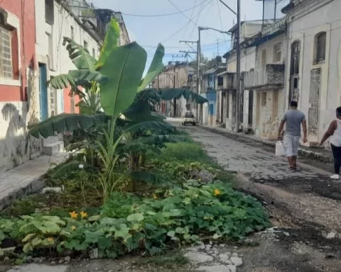 "Huerto" en un bache de la calle Santa Teresa, en el Cerro, La Habana