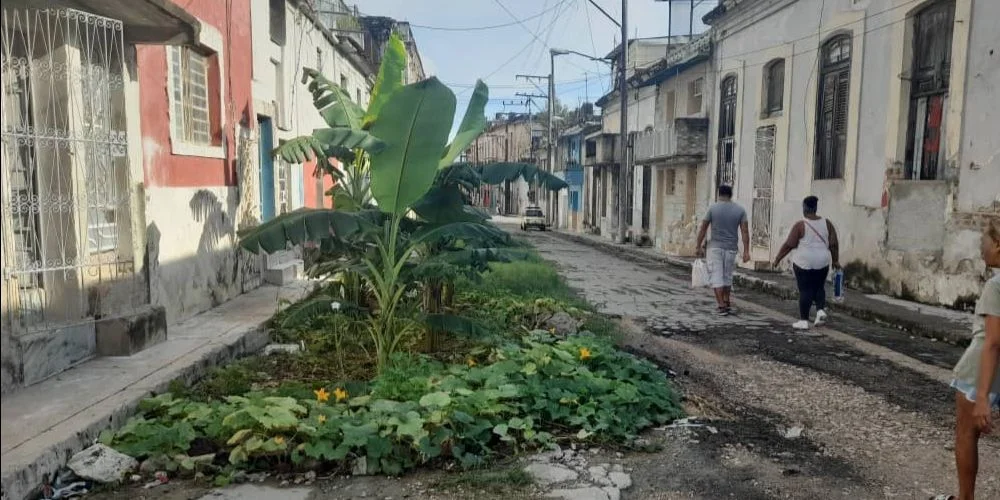 "Huerto" en un bache de la calle Santa Teresa, en el Cerro, La Habana